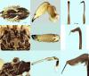 Mitopus morio